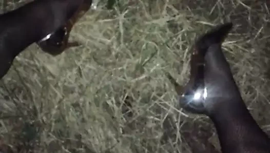 File sidikli sürtük