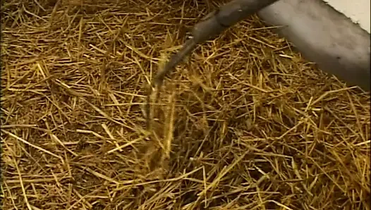 Büyük ve sulu götler (tam porno film)