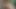 Ammu'ya yasemin çiçekleri yerleştirir ve amına damlatır.99