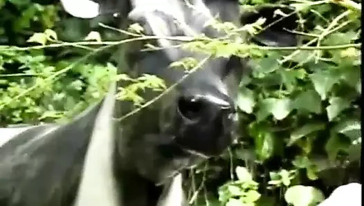 Seksi esmer genç kız boşalana kadar yarağını emiyor