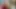 Afrikalı nefis amcık