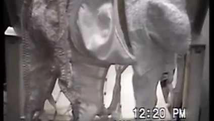 arkadaşının karısı sutyen üzerinde Cum