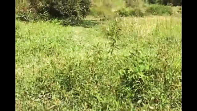 Vahşi anal...