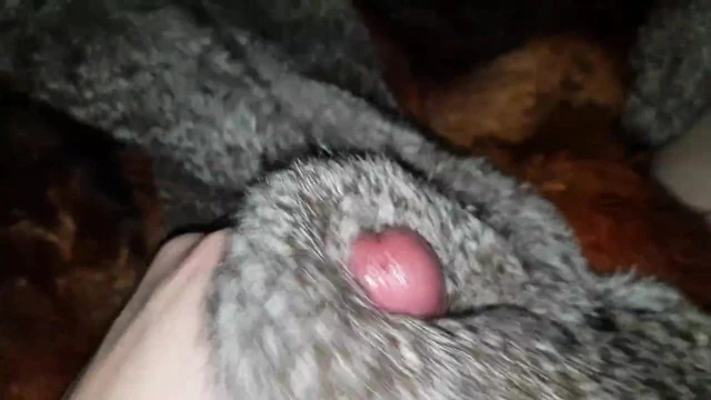 Redfox ve tavşan boşalmak