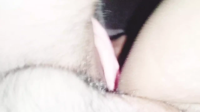 sıkı KEDİ yerel desi kız 2023