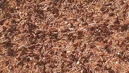 Amatör çift nehir kenarında battaniye üzerinde sikişiyor