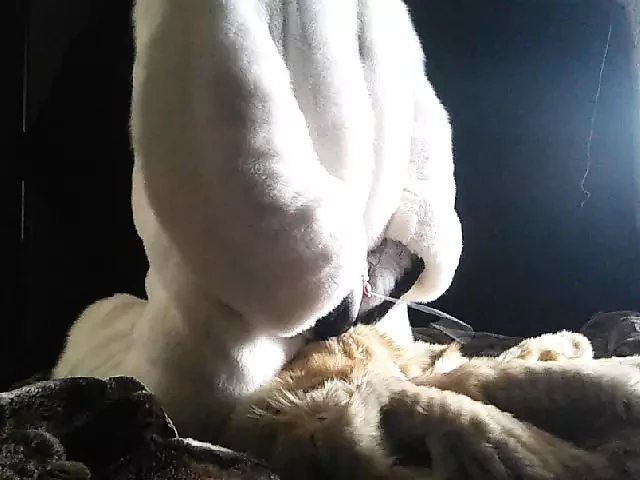 Fur Cumshot Fur genel olarak