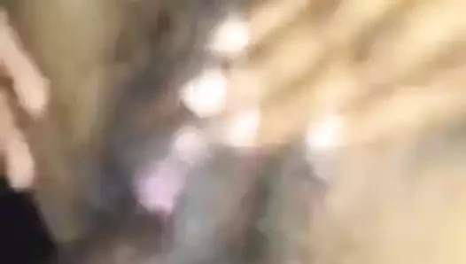 Haitili kaltak florida