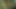 Olgun abanoz oynuyor kremsi kedi 87