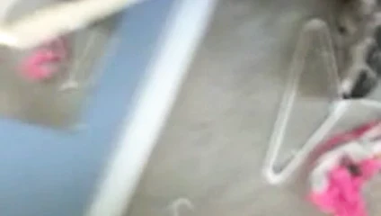 KEDİ kızdırmak