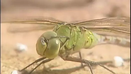 Verruckter unerwarteter deutscher Sommer - Episode 3