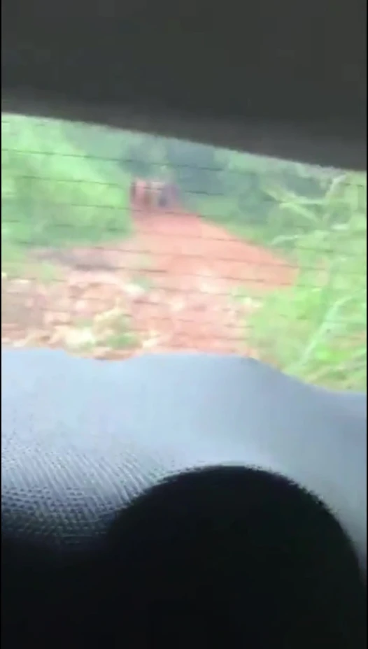 Bela trans bunu bırakmaz ve pasif bir şekilde sevişir