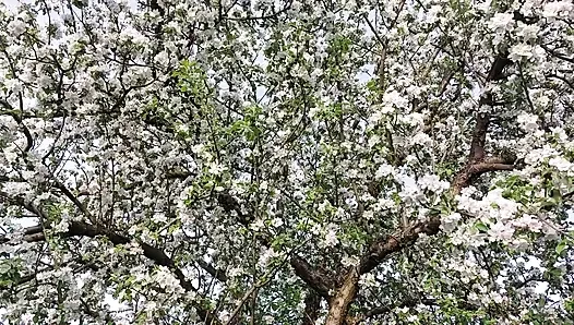 Büyükanne Dışarıda Mastürbasyon Yaparken Ve Bağırırken Azgınlaşıyor!