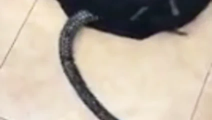 Kolayca korkuyorsanız izlemeyin :-)