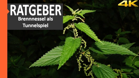 Bdsm danışmanı: mazoşist için ısırgan otu