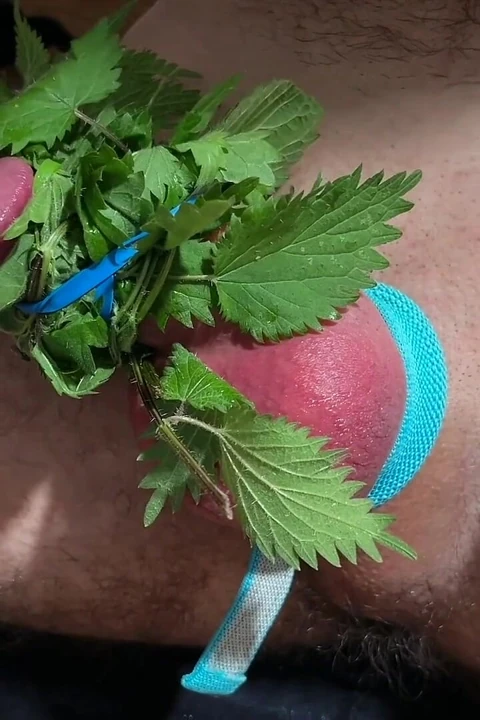 Yarak içinde ısırgan otu ile boşalma
